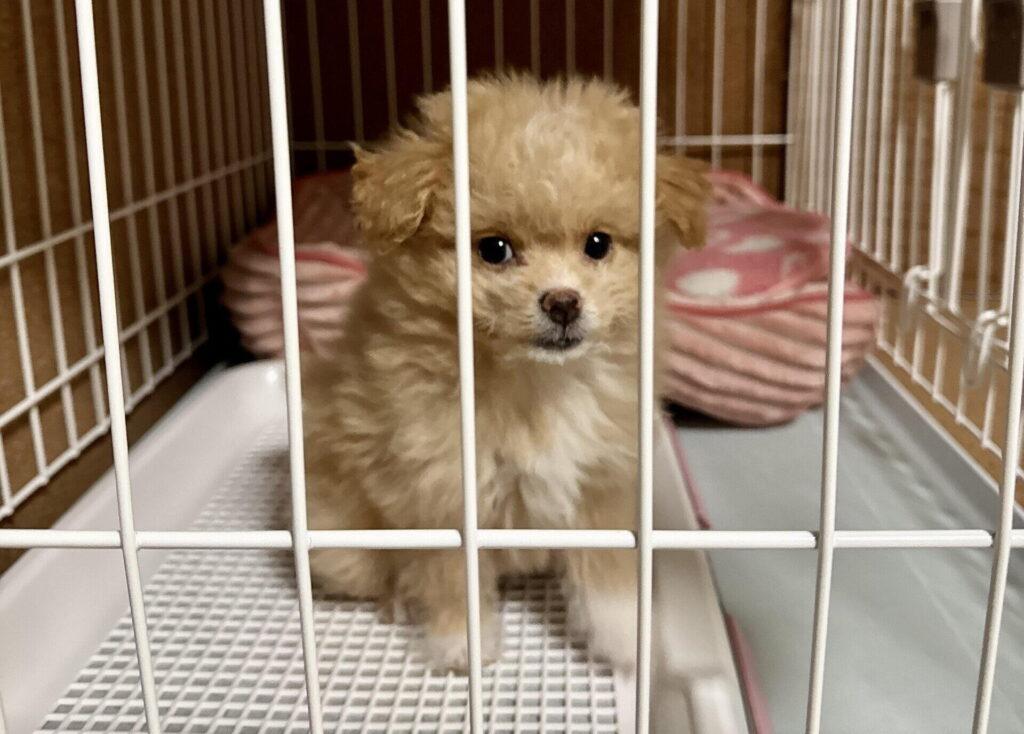 超小型犬用のケージを買って、2年で使えなくなった話