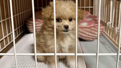 共働きでも犬は飼える!2年やってわかった留守番のリアルと対策
