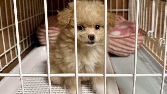 共働きでも犬は飼える！2年やってわかった留守番のリアルと対策