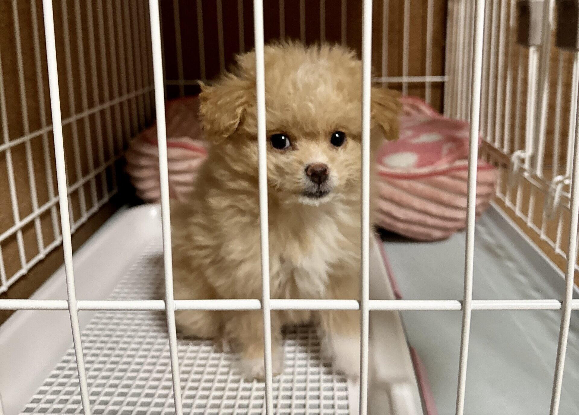 共働きでも犬は飼える！2年やってわかった留守番のリアルと対策