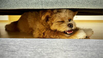 犬の移動は飛行機と新幹線どっち?車派の我が家が本音で比較
