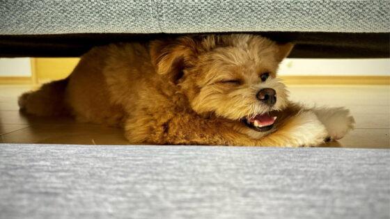 犬の移動は飛行機と新幹線どっち？車派の我が家が本音で比較