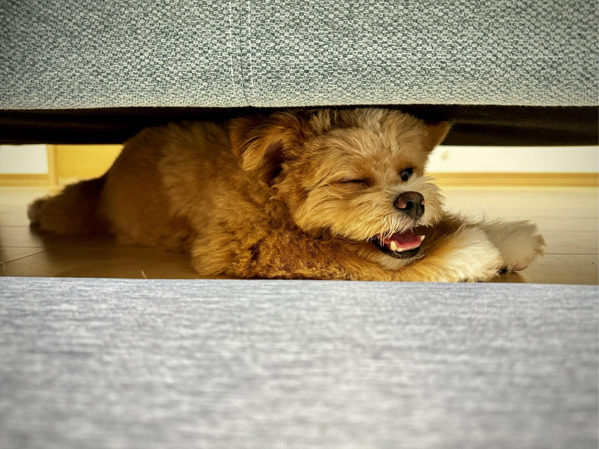 犬の移動は飛行機と新幹線どっち？車派の我が家が本音で比較