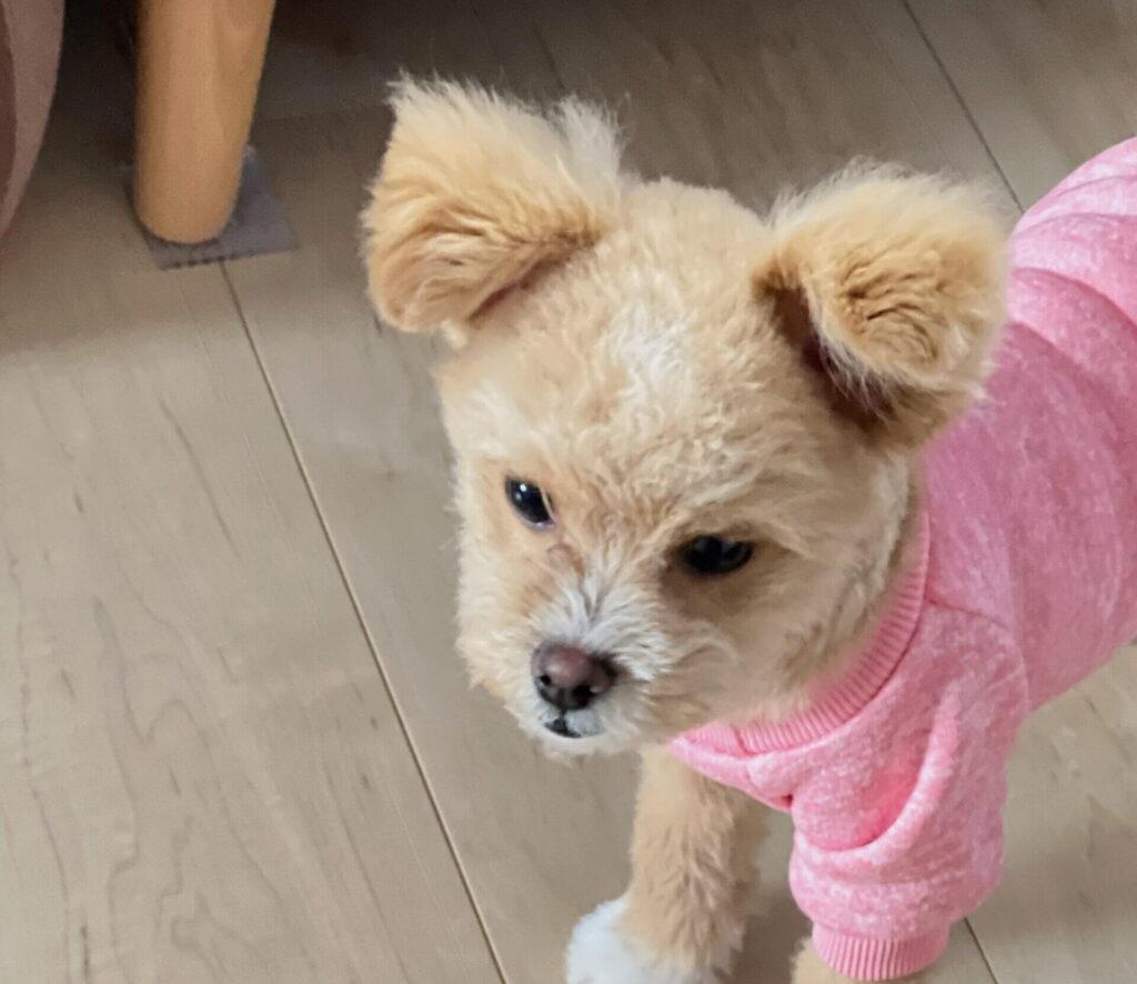 共働きで犬は飼える?結論と「飼える家の5条件」