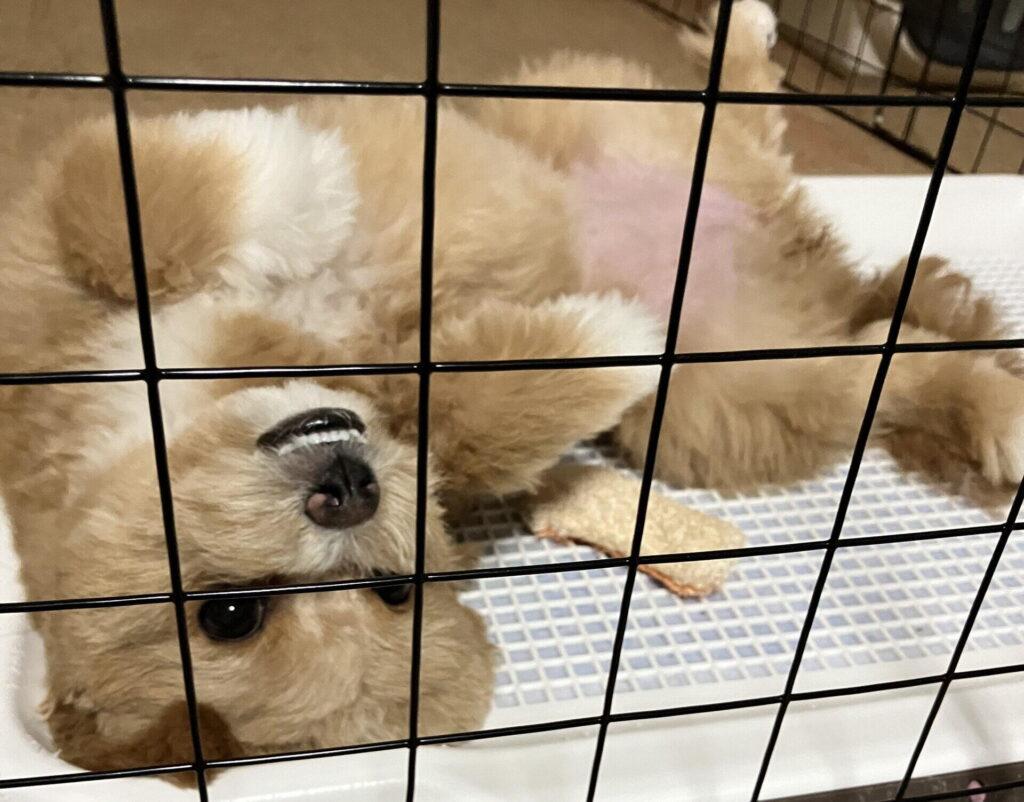 犬の食物アレルギーの主な症状(皮膚・お腹・耳)