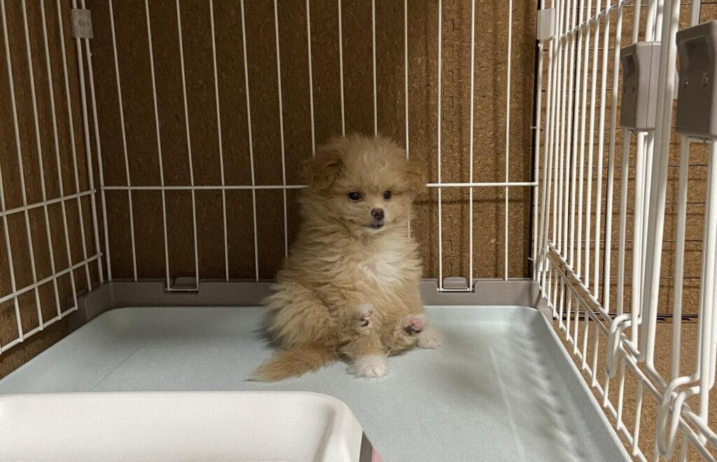 一人暮らしと犬の暮らしを長く続ける3原則
