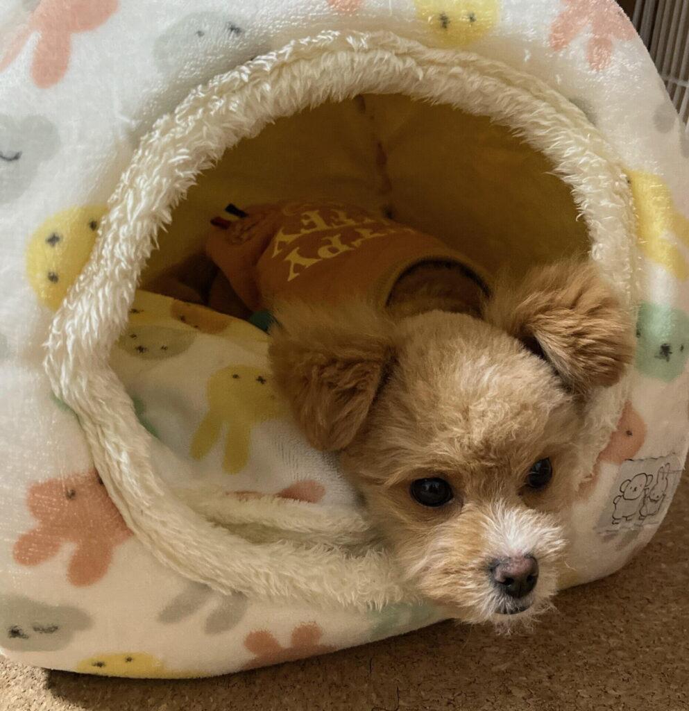 小型犬のドーム型ベッドおすすめ10点