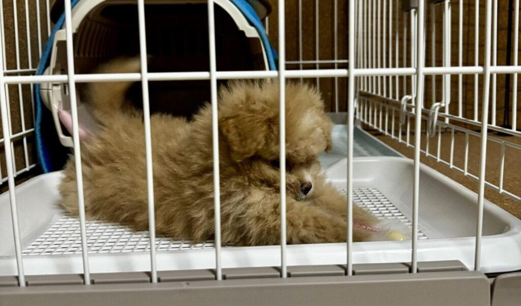 子犬のトイレトレーニングは何日で覚える?