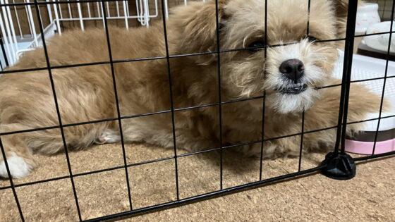 犬のしつけ教材と教室はどっち？通わず独学した僕の正直な比較