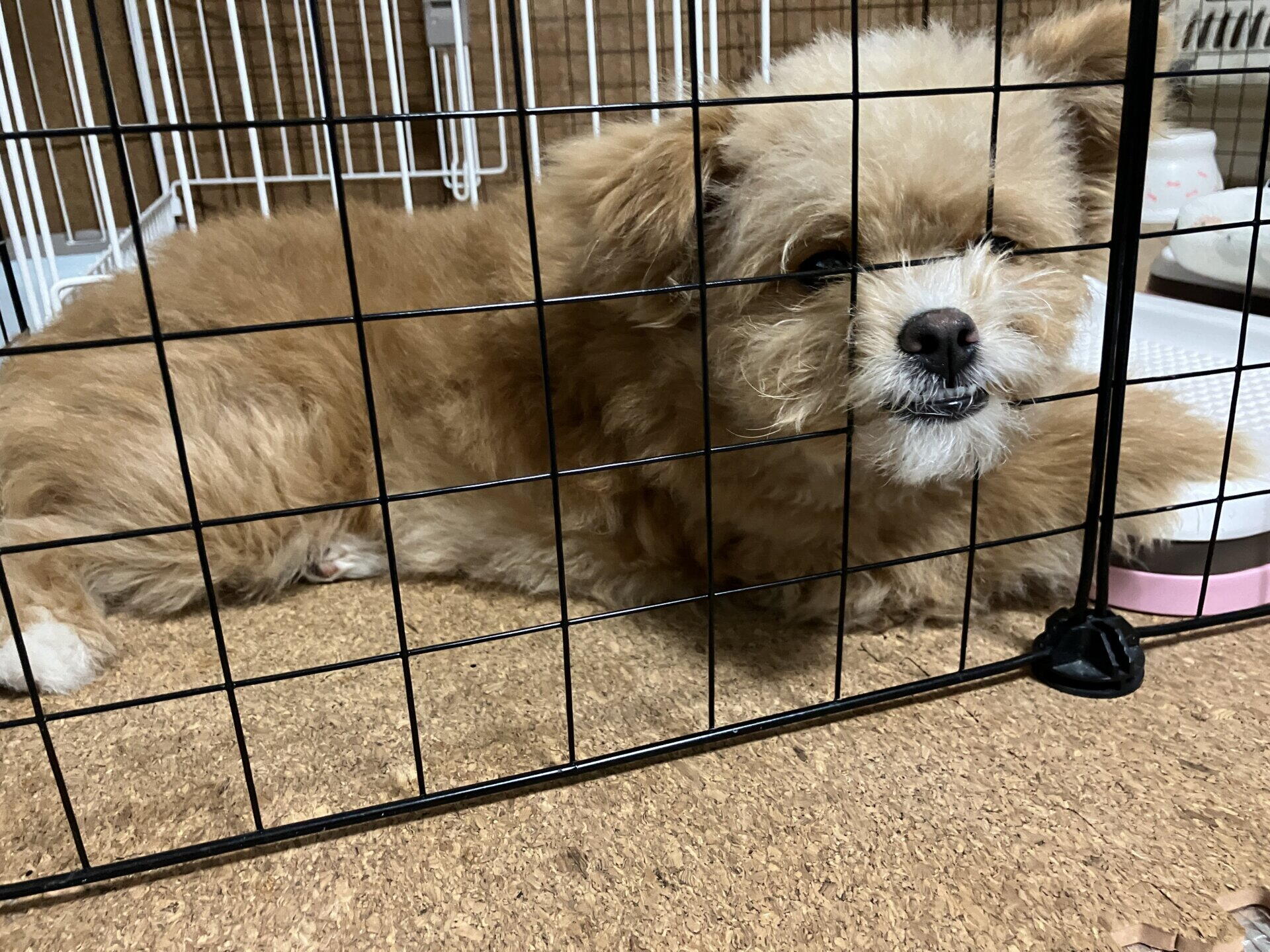 犬のしつけ教材と教室はどっち？通わず独学した僕の正直な比較