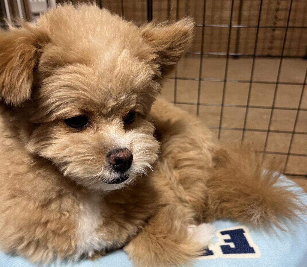 なぜ小型犬はフード選びが難しいのか