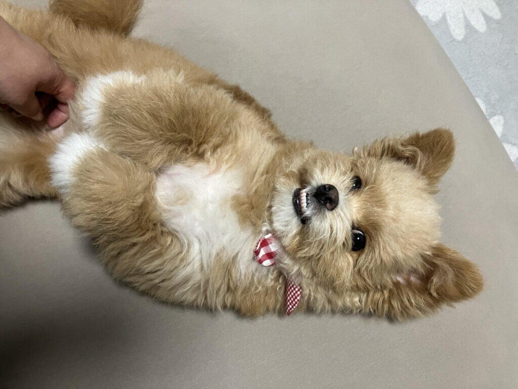 行動と性格の違い、成犬は穏やかで子犬はやんちゃ