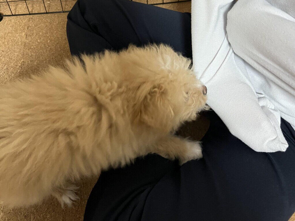 一人暮らしで犬は飼える?結論と判断軸の全体像