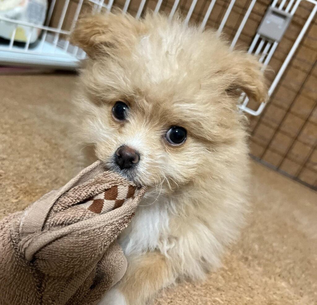 子どもと犬を飼うのにかかる費用と家族の役割分担