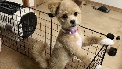 犬が物音に吠える対策を飼い主が解説！洗濯機や風の音で半年苦戦した話