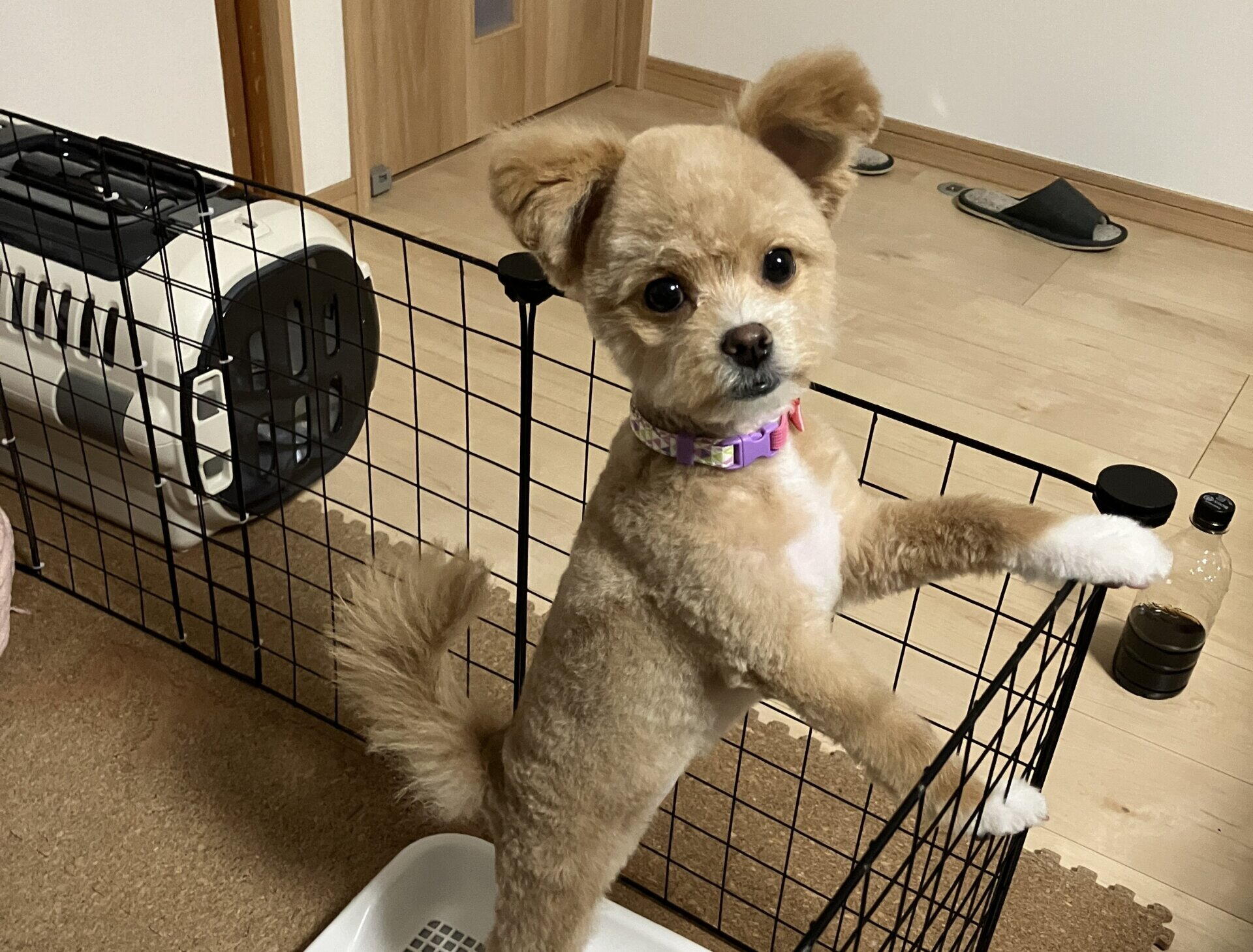犬が物音に吠える対策を飼い主が解説！洗濯機や風の音で半年苦戦した話