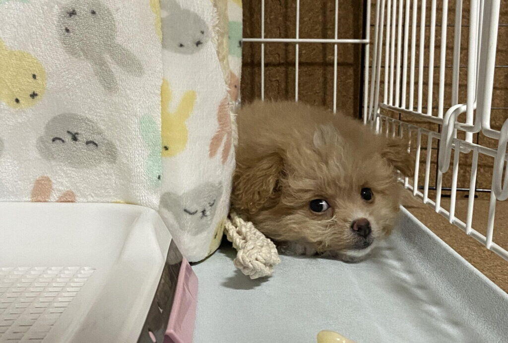 そもそも子犬が夜鳴きするのはなぜ?