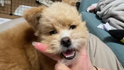 犬の涙やけサプリおすすめ6選 消える子と消えない子の違い
