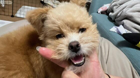 犬の涙やけサプリおすすめ6選 消える子と消えない子の違い