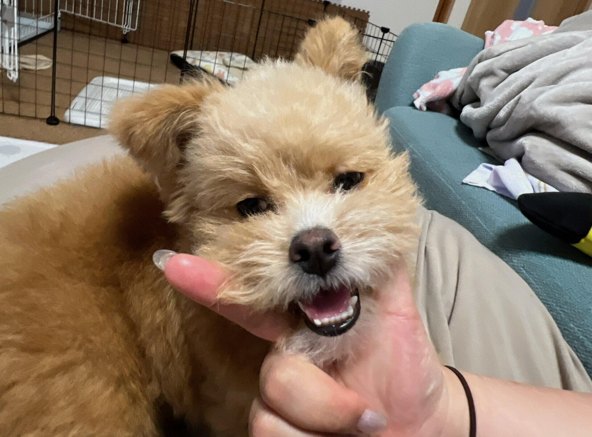 犬の涙やけサプリおすすめ6選 消える子と消えない子の違い