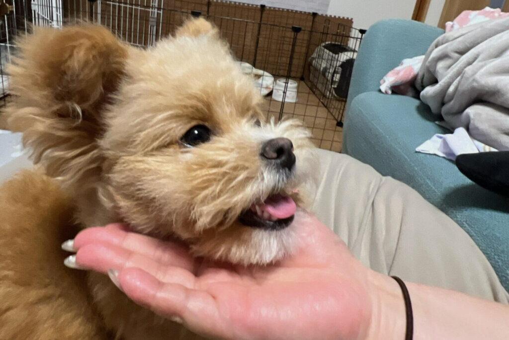 そもそも子犬のしつけ教室とは？4つの種類と内容