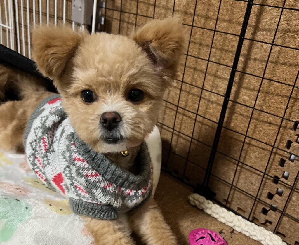 子犬の混合ワクチンは何回いつ打つ?接種間隔に理由がある