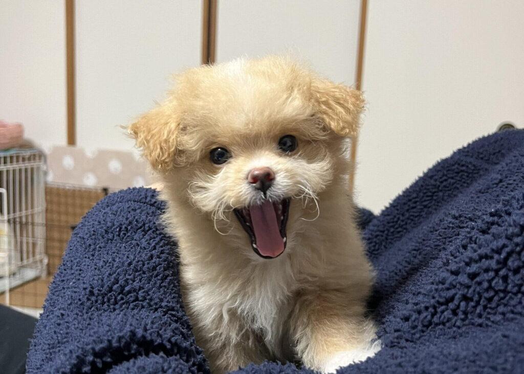 それでも犬種選びに迷う初心者へ!パフィと2年暮らして気づいたこと