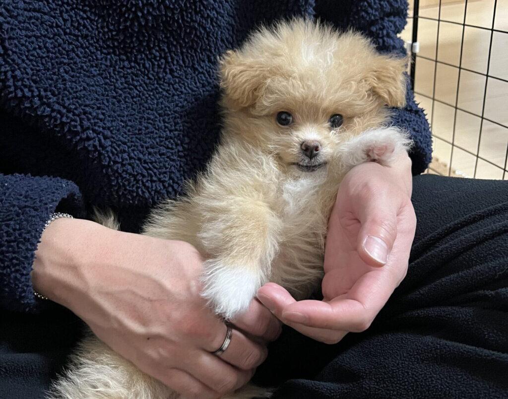 子犬のワクチン費用の目安