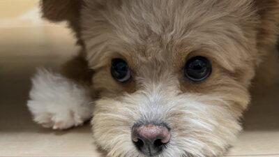 グレインフリードッグフードの選び方。偏食ポメプーの飼い主が出した結論