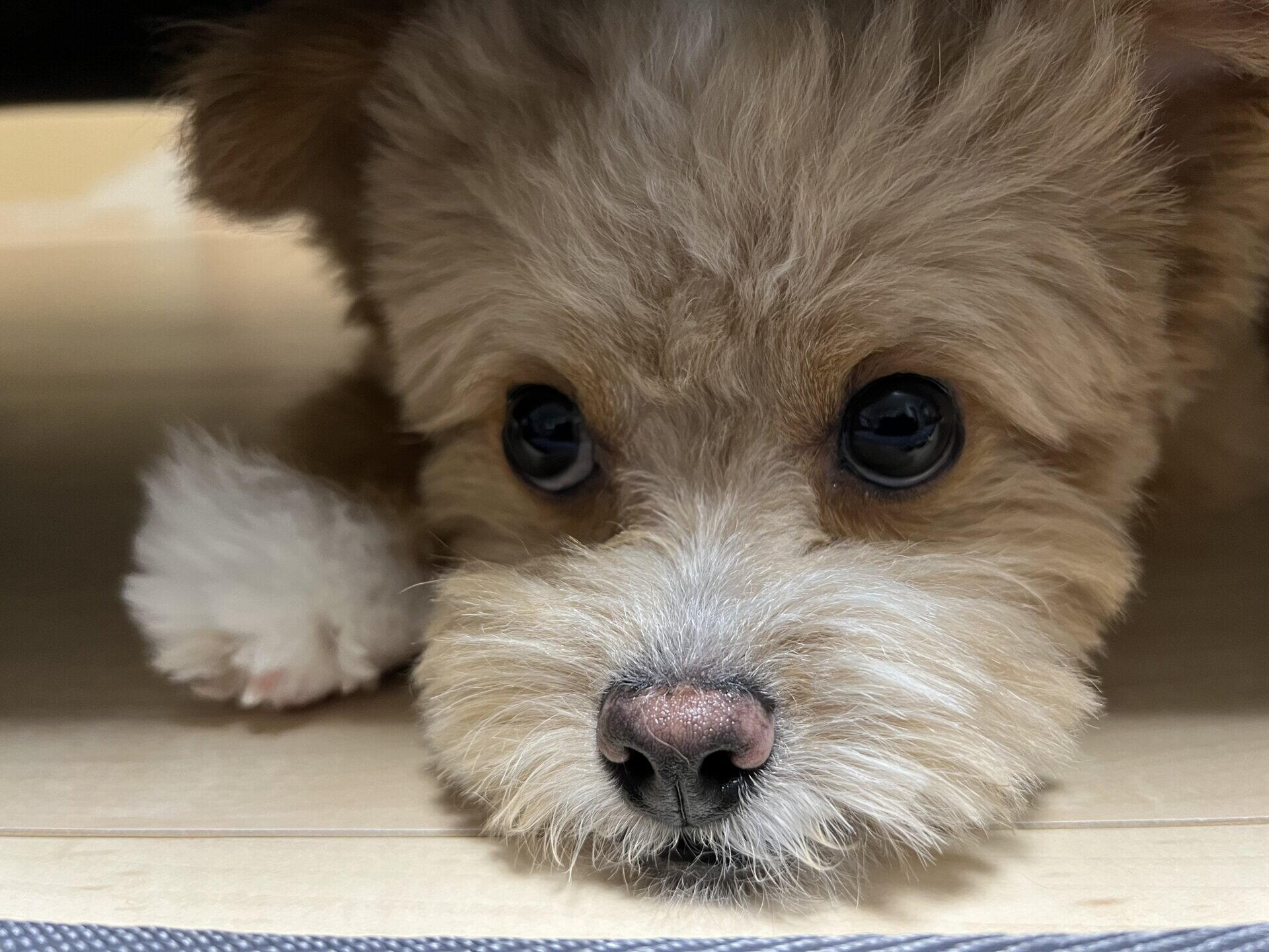 グレインフリードッグフードの選び方。偏食ポメプーの飼い主が出した結論