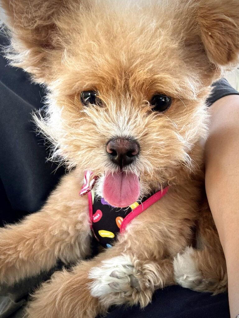 飼い主の腕に抱かれ、舌を出してこちらを見上げる小型犬