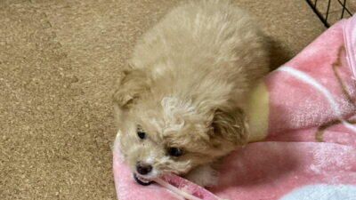 子犬の甘噛みの直し方を飼い主が解説!効いた順と逆効果だったこと