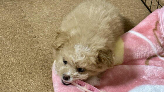 子犬の甘噛みの直し方を飼い主が解説！効いた順と逆効果だったこと