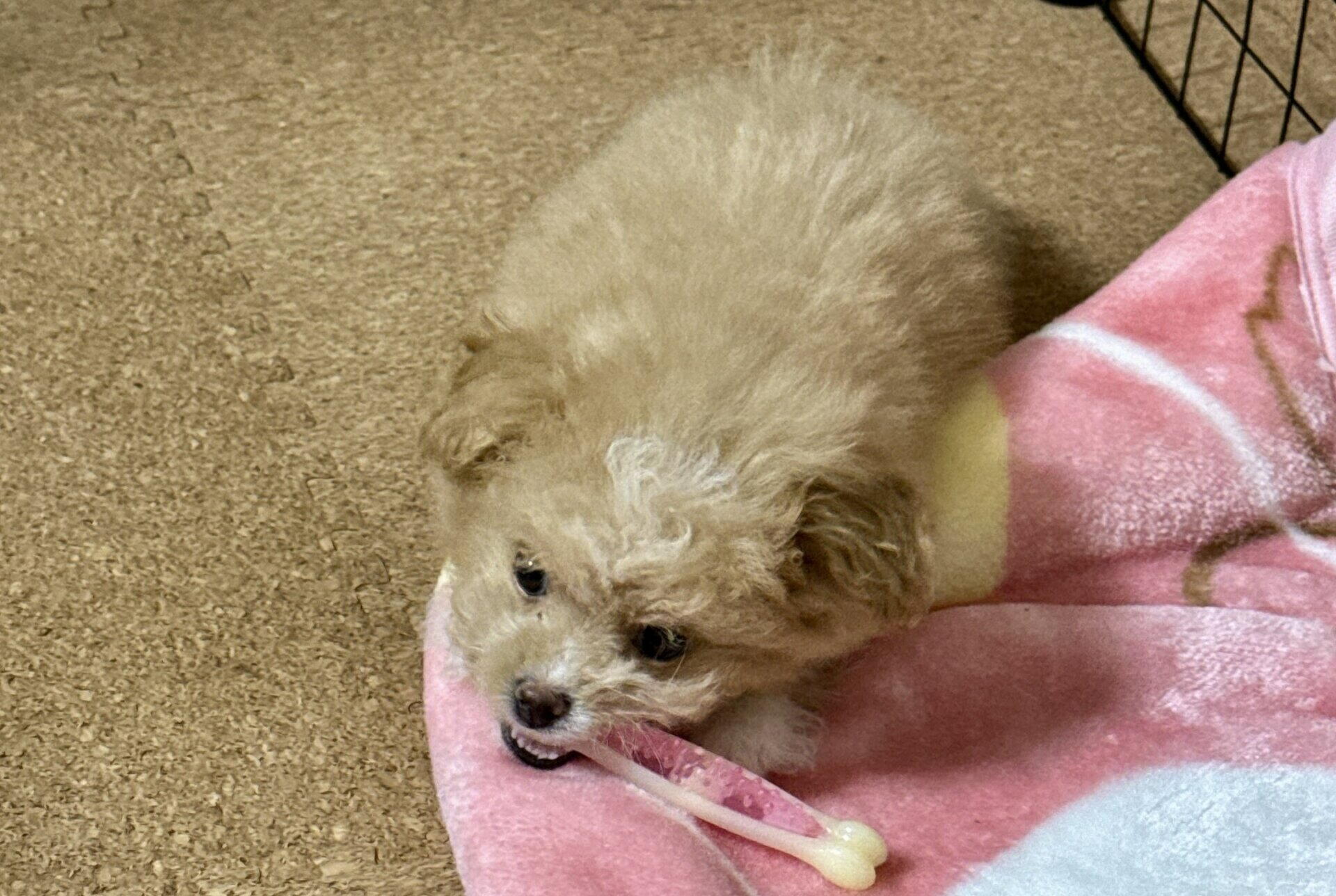 子犬の甘噛みの直し方を飼い主が解説！効いた順と逆効果だったこと