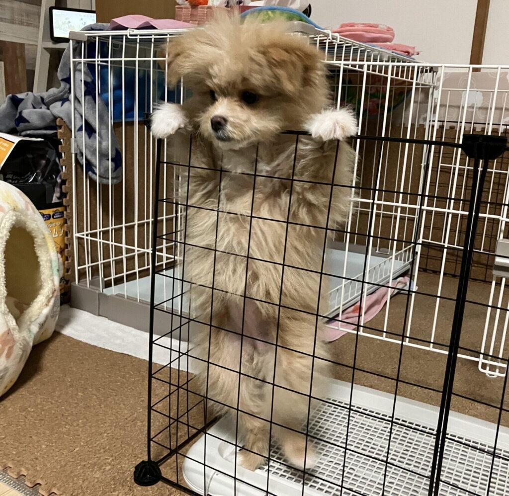 初心者に飼いやすい犬種10選!パパの本音レビュー付き