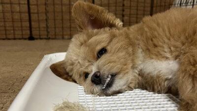 犬がトイレで寝るのはなぜ？2歳前に卒業したうちの記録