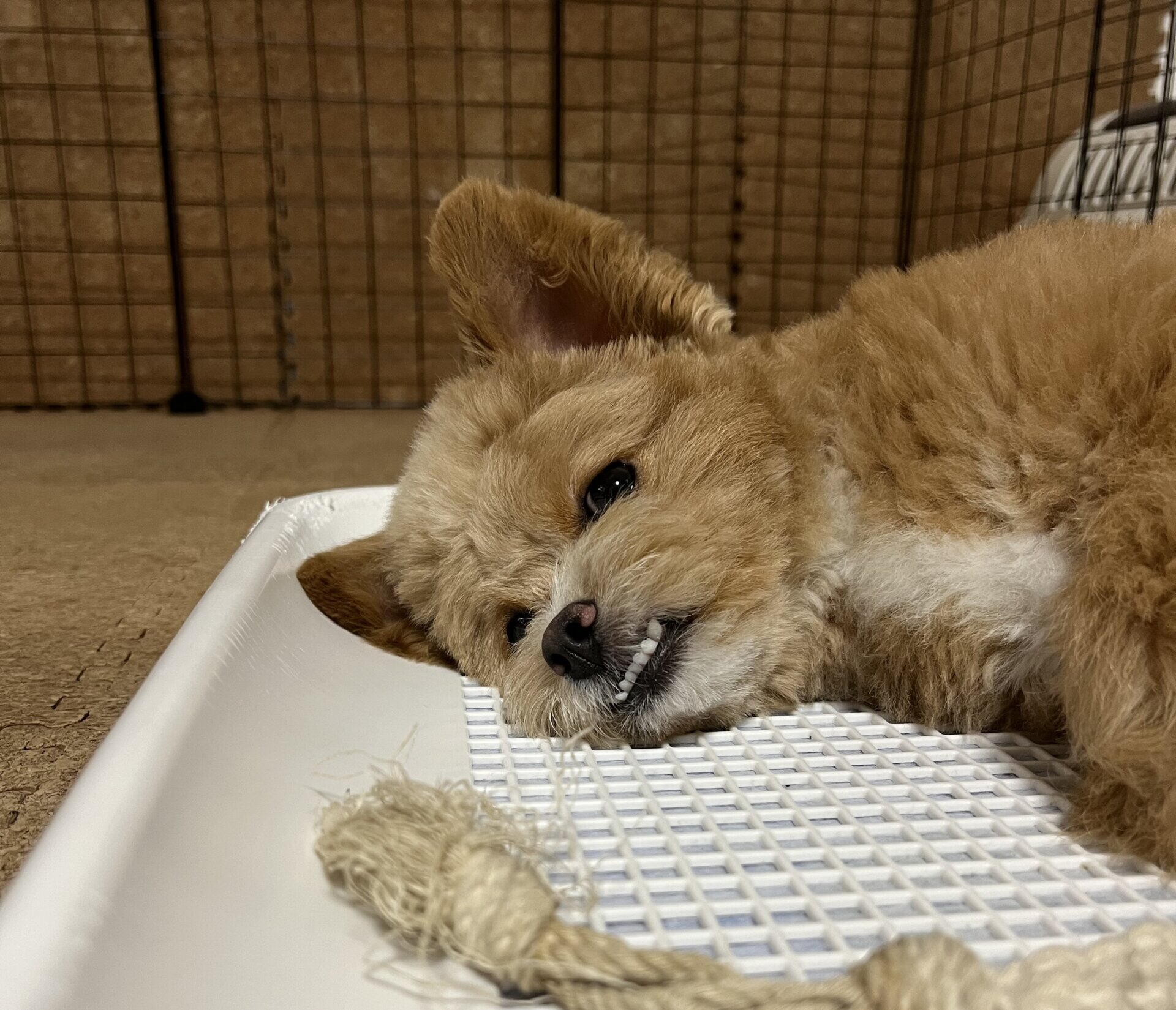 犬がトイレで寝るのはなぜ？2歳前に卒業したうちの記録