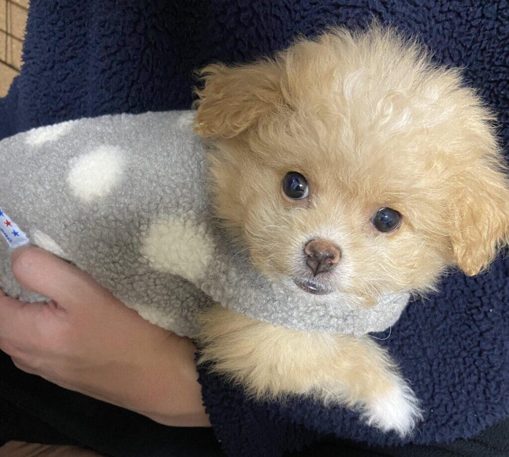 共働きで犬を飼うのはかわいそう?当事者の本音