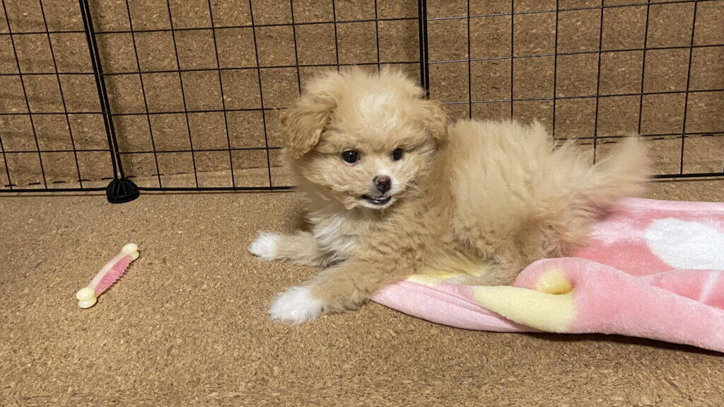 犬のブリーダーとペットショップの違いを一言でいうと