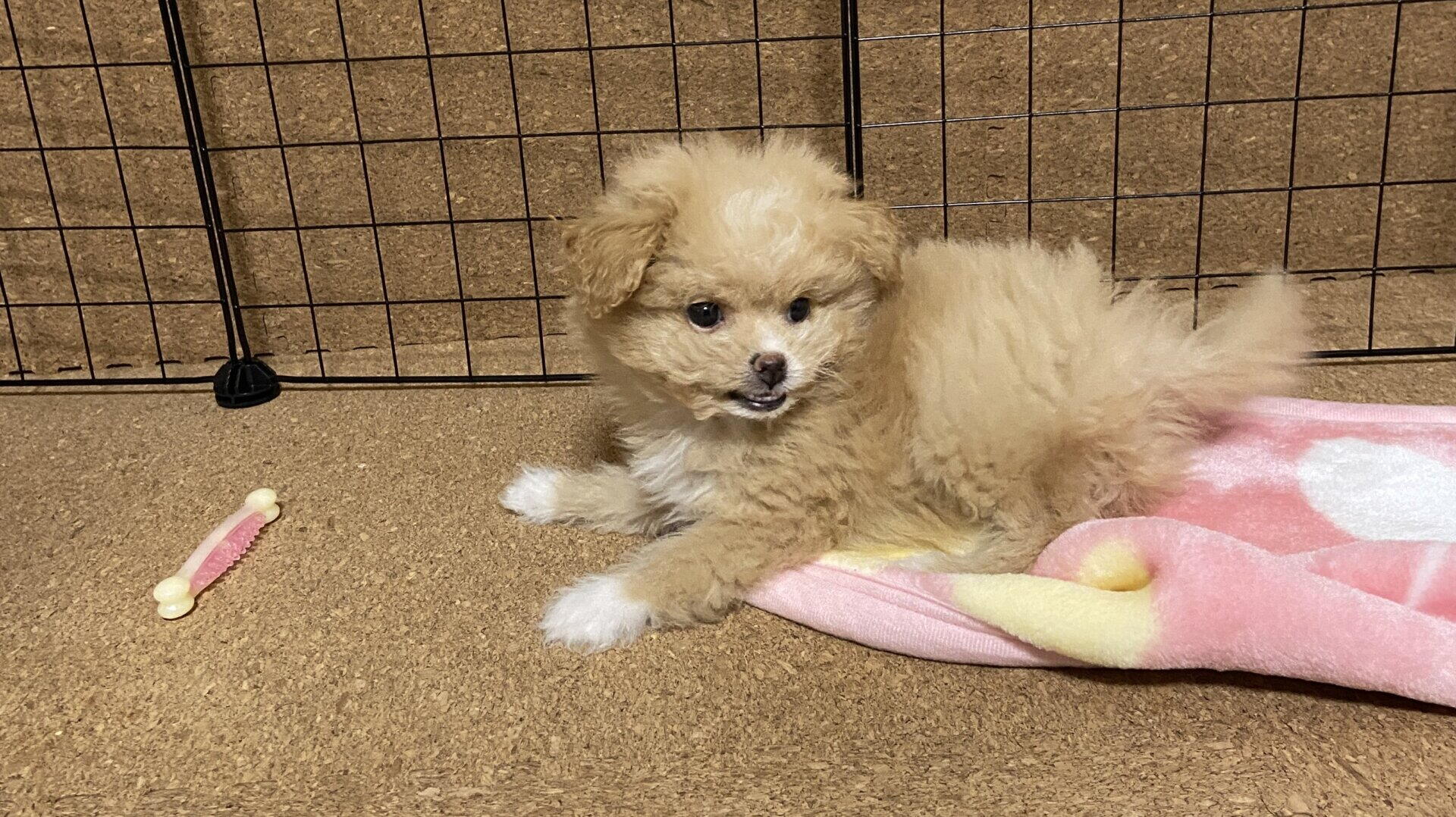 子犬のしつけ教室は必要？通わなかった飼い主が本音で解説