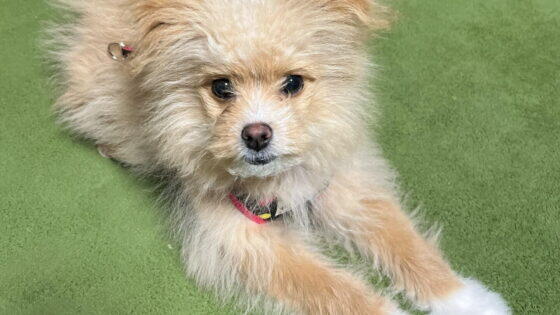 犬のブリーダーとペットショップの違いは？即決で買った僕の本音