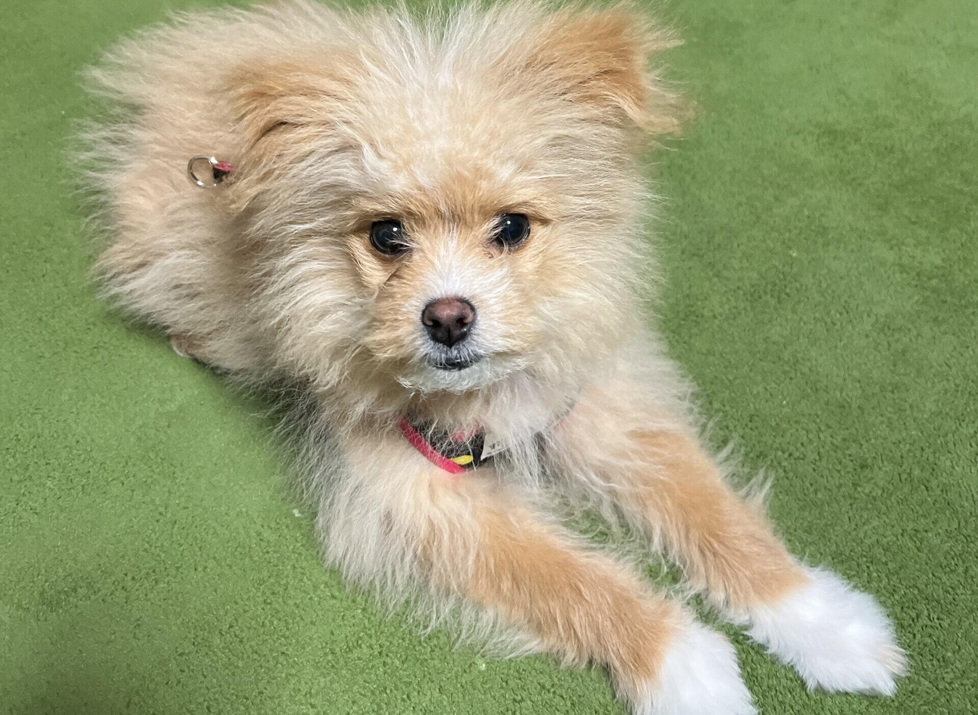 犬のブリーダーとペットショップの違いは？即決で買った僕の本音