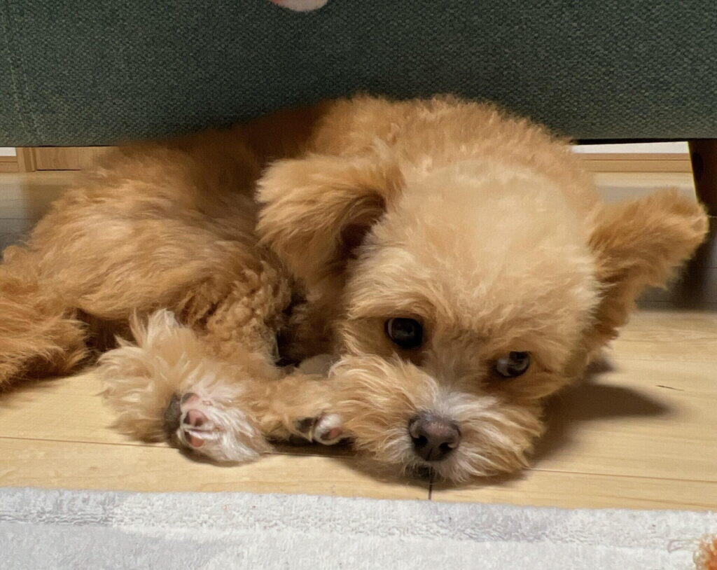 子犬のトイレトレーニングでつまずく原因と対策