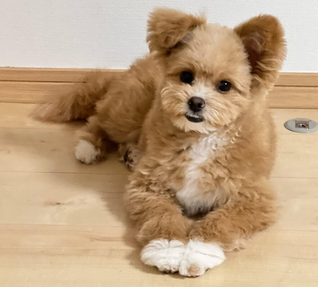 フローリングに伏せて顔を上げ、こちらを見ている犬