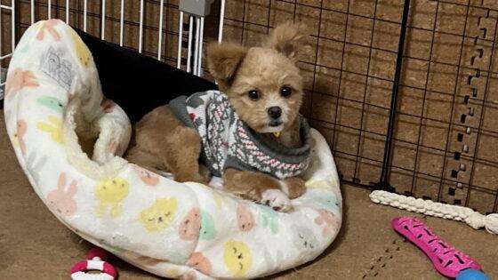 犬の浴衣の着せ方とサイズの測り方！嫌がる子の慣らし方も