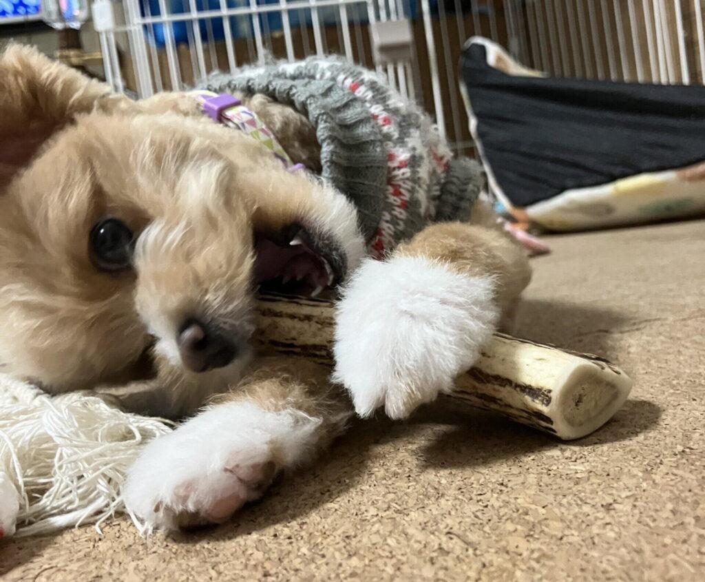 子犬と成犬の違いは「体・歯・行動・食事・反応」の5軸で見分けられる