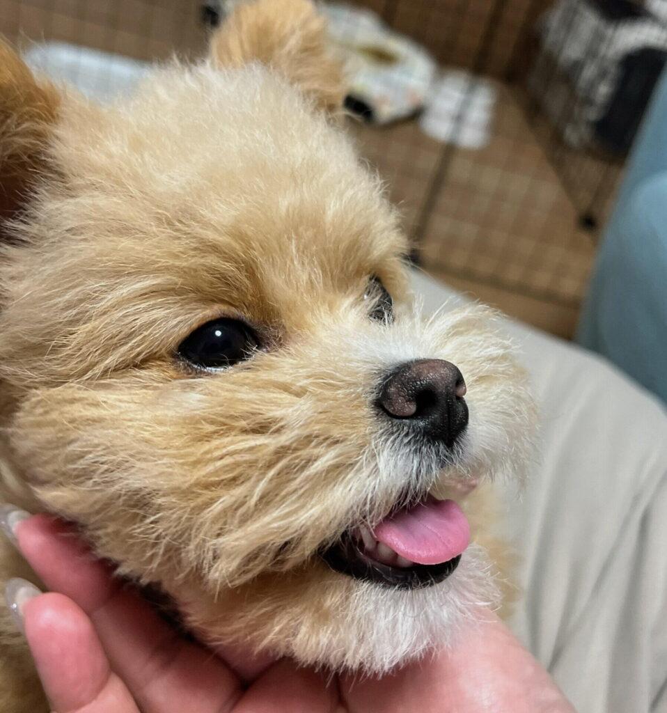 飼い主の手が頬に添えられ、口を開けて舌と歯を見せている犬