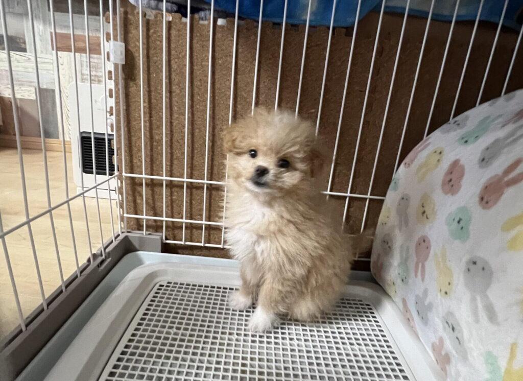 子どもと暮らす犬種選びで注意したいこと