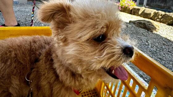 犬の食物アレルギーのフードはどう選ぶ？飼い主ができる見極めと記録