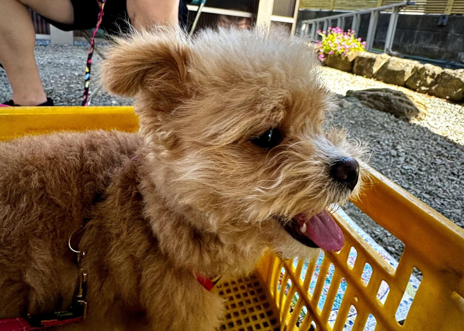 犬の食物アレルギーのフードはどう選ぶ？飼い主ができる見極めと記録